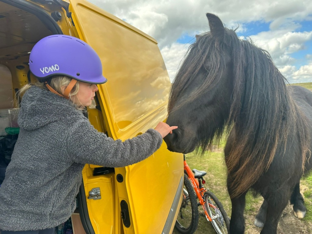 a little girl in a purple yomo helmet is stroking a black fell pony with a long mane